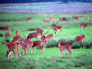 kanha National Park kanha National Park