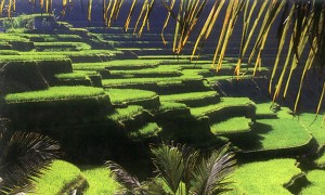 Ubud, Bali Ricefields Ubud, Bali Ricefields