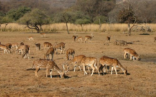 http://www.traveldealsfinder.com/wp-content/uploads/2011/03/Ranthambore-National-Park-Rajasthan-Deer.jpg