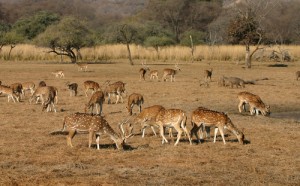 Deer