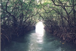 baratang island baratang island