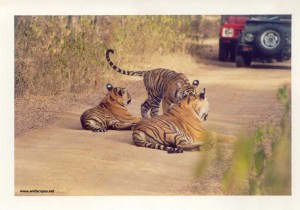 ranthambore national park