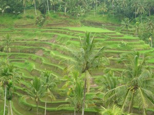 rice terrace ubud bali