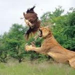 Wildlife of Gujarat for 04 Nights/ 05 Days from Culture Holidays Wildlife of Gujarat for 04 Nights/ 05 Days from Culture Holidays