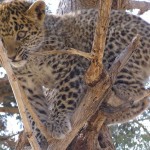 Corbett Special Tour for 04 nights & 05 days from corbett-national-park Corbett Special Tour for 04 nights & 05 days from corbett-national-park