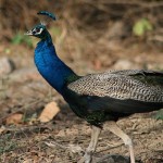 Corbett National Park Weekend Package by Train for 03 nights & 04 days from corbett-national-park