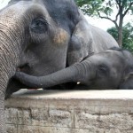 Nature Trek – Coorg Package from Kingfisher holidays Nature Trek – Coorg Package from Kingfisher holidays
