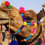 Slice of Rajasthan Tour Package Slice of Rajasthan Tour Package
