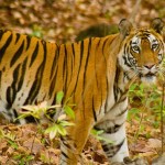 Enchanting Madhya Pradesh Enchanting Madhya Pradesh
