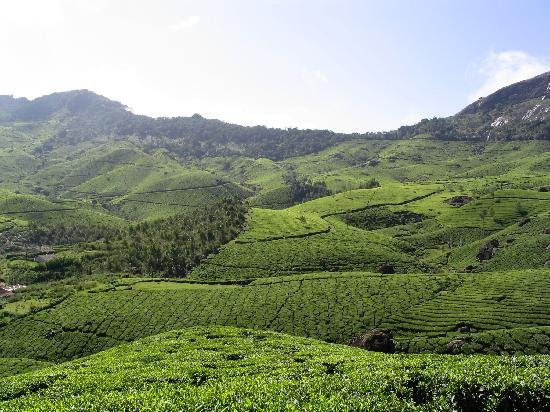 Kerala tea plantation