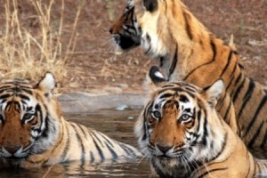 Golden Triangle With Ranthambore Tour Package by Indian Holidays