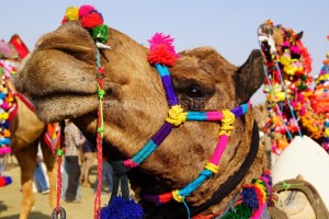 Rajasthan Marvels – North India Package From Travel Guru