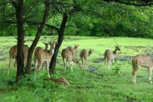 Chhattisgarh Wildlife Package From Travel Masti