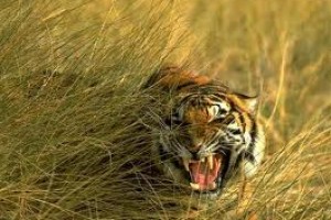 Wildlife of Sunderban Tour Package