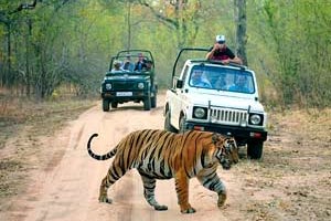 Discovering India’s Wildlife with Taj Safati  Package From Compass Tour