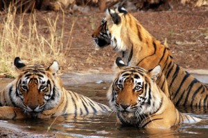 11 Days Kanha, Bandhavgarh wildlife safari Tour Package