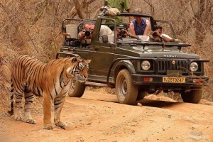 Tadoba National Park Tour Package