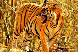 Bandhavgarh Wildlife Photo Tour – India Wildlife Photography Tour