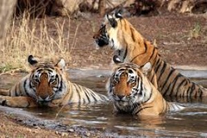 Exotic Rajasthan Tour Package by Flamingo Travels