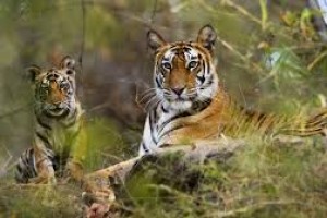 Best wildlife Safari in India Tour Package