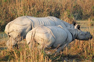 Explore Stunning Assam Tour Package With Yatra