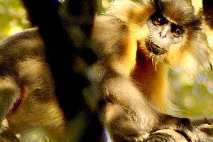 Manas National Park from Cox & Kings