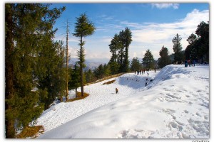 Explore Delight Shimla Tour Package