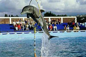 5 Star with Dolphin Show Package From Arzoo.com