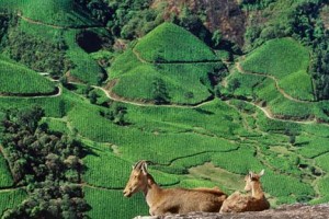 South India Hill Safari Tour Package With Indian Holidays