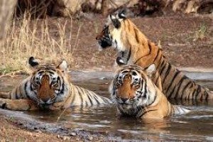 Golden Triangle with Tiger Safari Travel Package