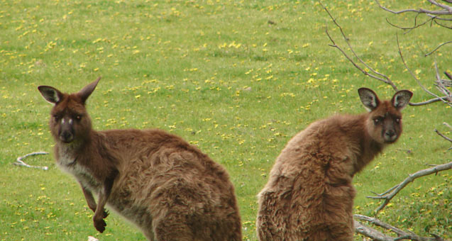 Kangaroos