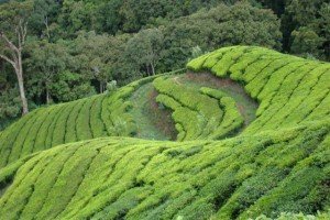 Munnar Tea Gardens