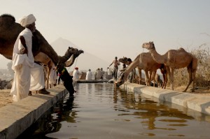 Camels in Puskar Mela in Rajasthan India