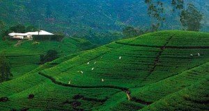 Sri Lanka Tea Garden