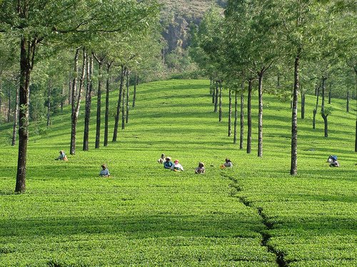 Munnar Tea Estate