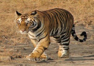 Bandhavgarh National Park