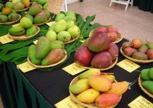 Mango Festival Sindhudurg