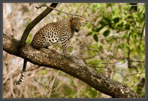 kANHA nATIONAL pARK