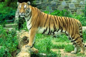 sundarban tiger reserve