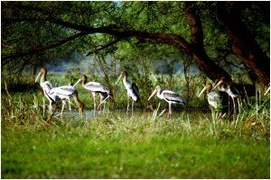 keoladeo national park