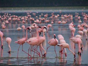 lake Nakuru national park