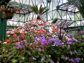 Orchid House Flower Show