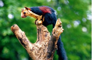 Periyar