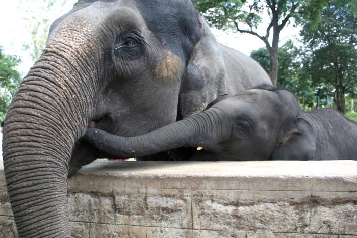 Dubare-Elephant-Camps-coorg