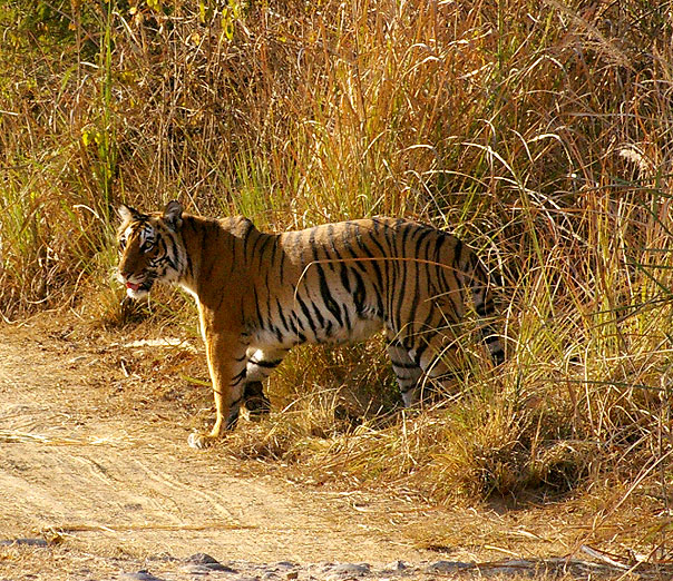 corbett-national-park