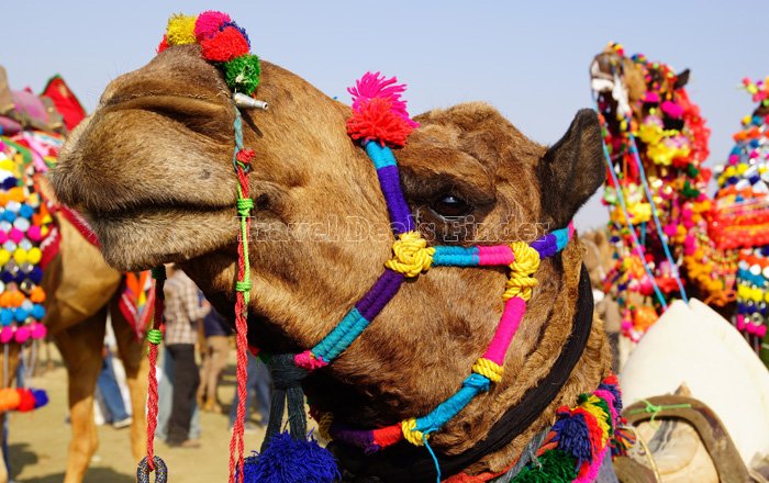 Rajasthan Camel