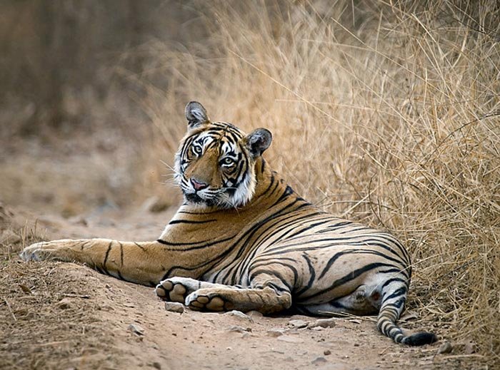 Ranthambore-Tiger(modest-flickr)