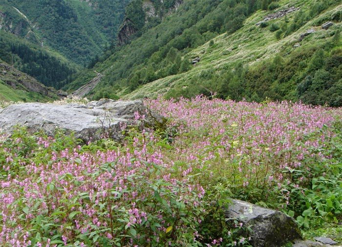 Valley-of-flowers