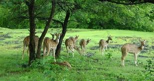 Indravati National Park