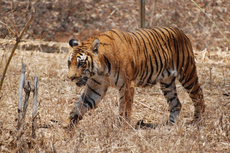 Jim Corbett National Park1